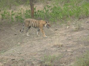 Tigers on safari