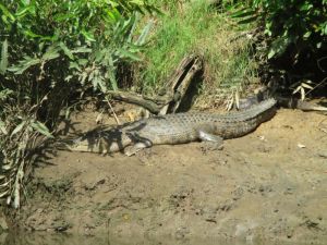 Crocodile spotting