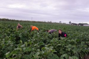 Some of Sibby's Bitches working hard fingering mouldy eggplants and crippling themselves.