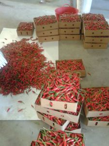 Chilli love!