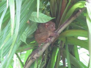 One of the world's smallest primates - the Tarsier