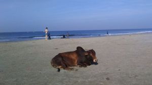 It's a cows life