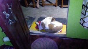 Another member of our animal sanctuary