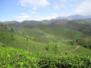 Munnar tea plantations