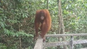 Orangutan Sanctuary
