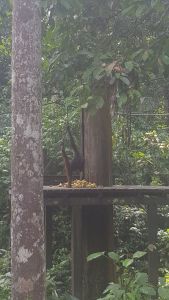 Orangutan