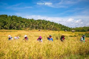 Life in Borneo