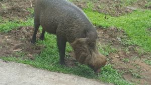 Bornean Bearded Pig