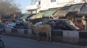 Cows of India