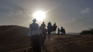 Sunset on camel safari