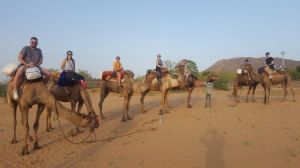 Camel Safari